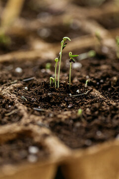 Tiny cosmos seedlings sprouting from soil in peat seed starter tray