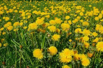 Fototapeta premium Lots of flowering dandelion in spring sunny day