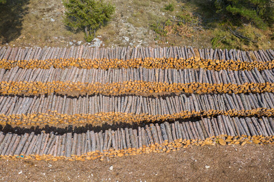deforestation of a pine tree forest