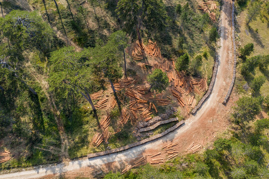 deforestation of a pine tree forest