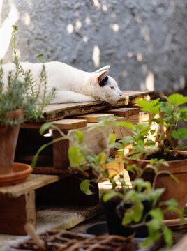 Cat laying and napping amongst plants in pots in sunny front yard