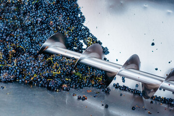 Close up of grapes during red wine production in winery