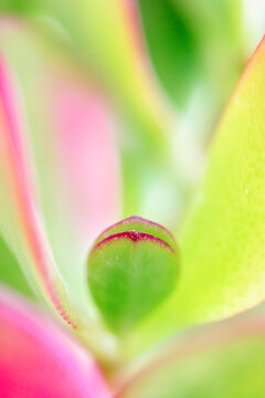 Tiny leaves amongst bigger thick leaves of Crassula succulent plant
