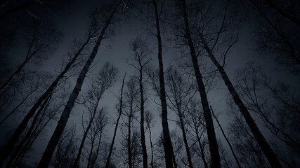 Dark forest. Night sky. Black silhouettes of tall trees. Horror mystical nightmare spooky fear concept. Gloomy atmosphere. Paranormal supernatural surreal scenes. Copy space. Design.