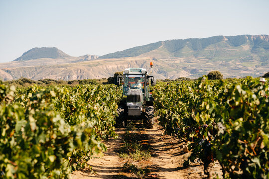 Back view of a tractor carrying grapes during grape harvesting