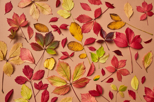 Holiday autumn colorful leaves background.