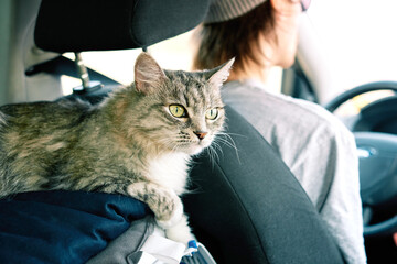A young man traveling by car with cute cat