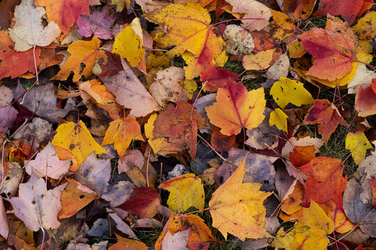 Colorful Blanket Of Autumn - Powered by Adobe