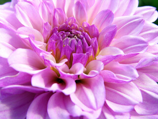 Pink dahlia flower. Floral background. Macro.