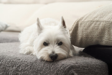 Portrait of the West Highland White Terrier. The dog is lay down on a grey couch. Ears upright and...