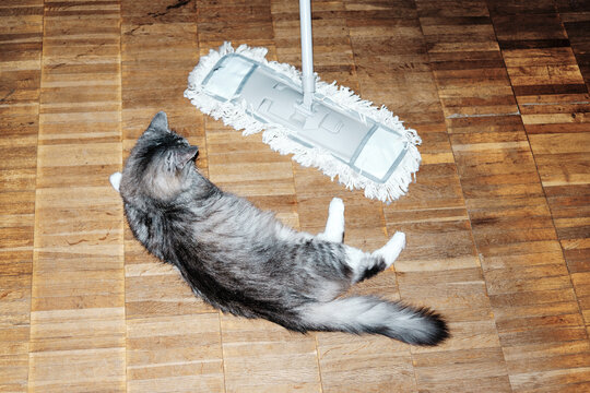 Cute grey cat chill on the floor near mop