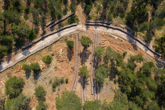 deforestation of a pine tree forest