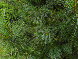 pine needles