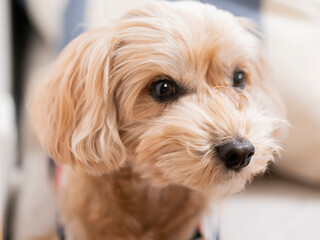 じっと座って見つめるかわいいアプリコットの小型犬【マルプー】
