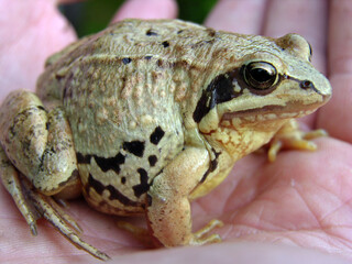 Frog in the palm of a man. Reptile. Live nature