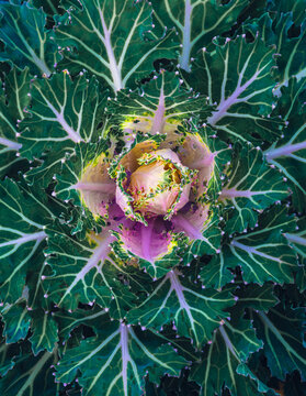 cabbage macro