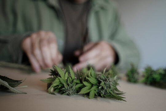 Close up of senior male hands trimming medicinal cannabis on table