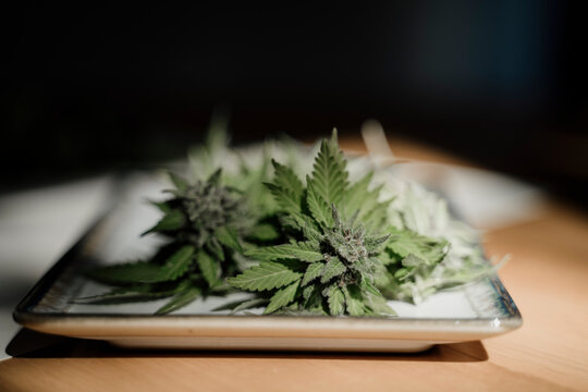 Cannabis fresh buds with leaves on plate on table