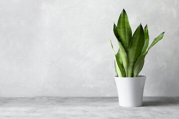 Sansevieria plant in a modern flower pot on a gray background. Home plant Sansevieria trifa