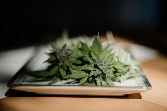 Cannabis fresh buds with leaves on plate on table