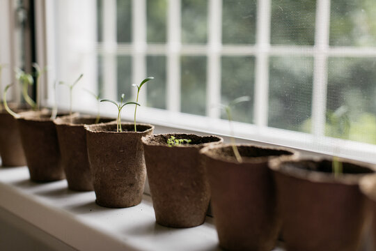 Seedling in peat pots on windowsill