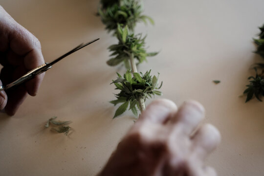 Close up of senior male hands trimming medicinal cannabis on table