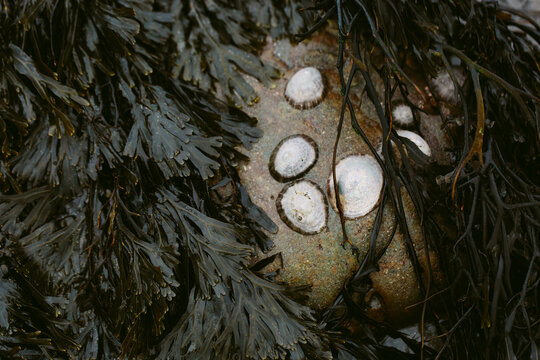 Limpets surrounded by seaweed