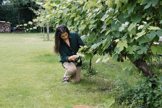 Young Indian Woman Harvesting Wine Leaves Outdoors For Handmade Dolmadakia