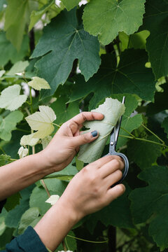 Anonymous Woman Harvesting Wine Leaves And Herbs For Handmade Dolmadakia