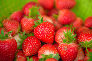 The strawberries red fruit organics brilliant, sweet, sour, and delicious. It can grow into a closed or outdoor farm beautiful garden.