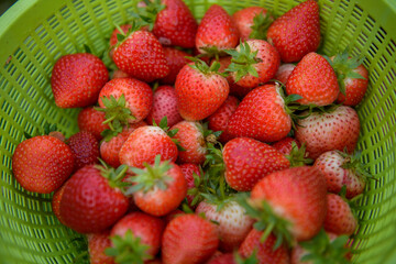 The strawberries red fruit organics brilliant, sweet, sour, and delicious. It can grow into a closed or outdoor farm beautiful garden.