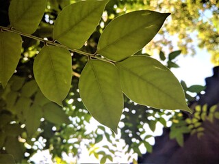 green leaves in the sun