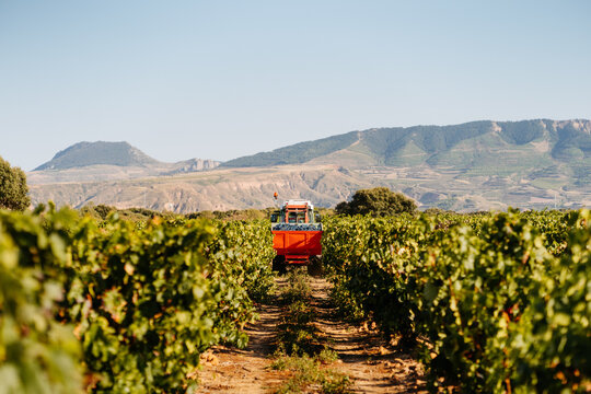 Back view of a tractor carrying grapes during grape harvesting