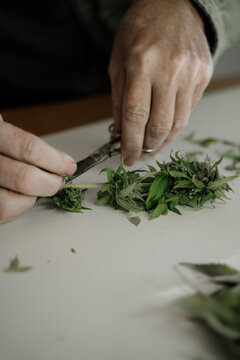 Close up of senior male hands trimming medicinal cannabis on table