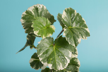 green house plant on blue background. Polyscia. 