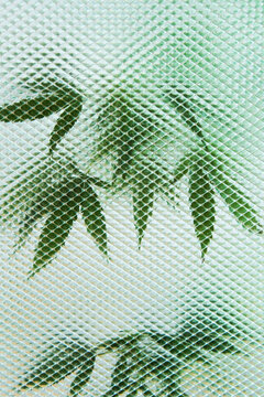 Ghost Leaves 2