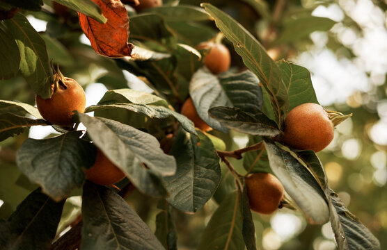 Ripe medlar