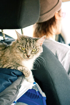 A young man traveling by car with cute cat