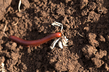small millipede moving on the ground.