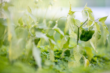 Obraz premium Cultivar pimiento verde en la huerta de casa