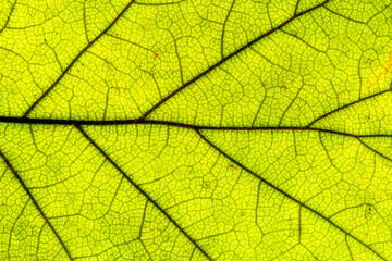 Naklejka na ściany i meble Green leaf texture, close-up