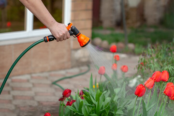 Gardener watering flowers with hose in the garden. Sparkling water spraying out of sprinkler on the...