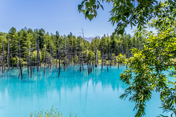 美瑛町の白金青い池　夏7月