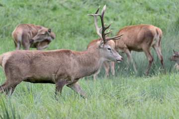 Naklejka na ściany i meble Majestic deer male with its harem (Cervus elaphus)