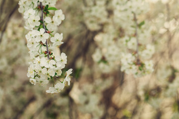 Beautiful spring branches of blossoming cherry on nature abstract background. Selective focus, copy space