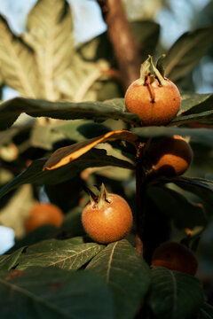 Ripe medlar