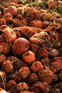 Rotten apples on the ground in late autumn