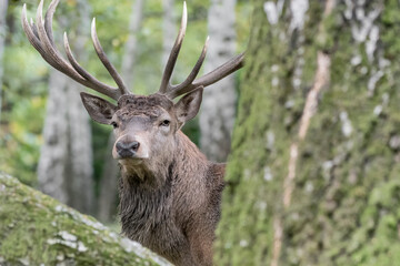 Face to face with majestic deer in the woodland (Cervus elaphus)