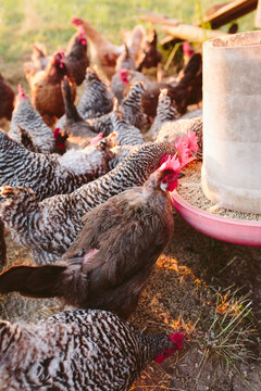 Chickens Eating Chicken Feed