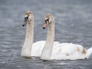 swans on the lake